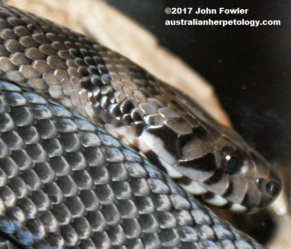 Pale-headed Snake, Hoplocephalus bitorquatus